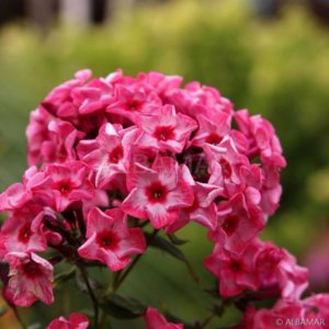 floks-wiechowaty-ferris-wheel-phlox-paniculata.jpg