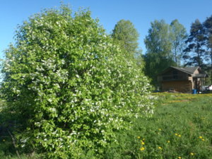 P5250210.JPG