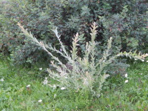 DSCN7386.JPG