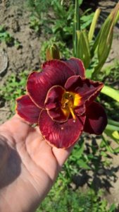 WP_20180726_09_48_11_Rich_LI.jpg