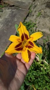 WP_20180726_09_48_23_Rich_LI.jpg