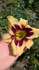 WP_20180726_09_48_35_Rich_LI.jpg