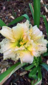WP_20180718_08_06_29_Rich_LI.jpg