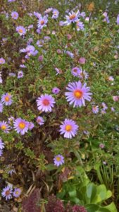 WP_20181025_09_38_30_Rich_LI.jpg