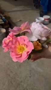 WP_20170805_09_10_31_Rich_LI.jpg
