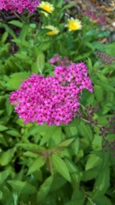 WP_20180719_09_01_45_Rich_LI.jpg