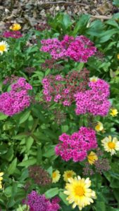 WP_20180720_13_28_58_Rich_LI.jpg