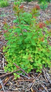 WP_20180614_09_53_49_Rich_LI.jpg