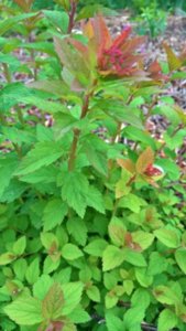WP_20180614_09_53_54_Rich_LI.jpg