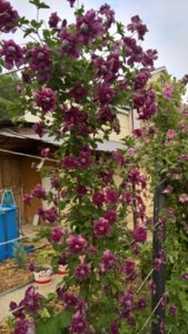 WP_20180719_08_42_30_Rich_LI.jpg