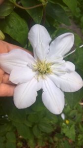 WP_20180716_10_07_36_Rich_LI.jpg