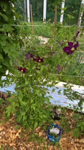 WP_20180710_09_11_40_Rich_LI.jpg