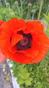 WP_20180614_09_28_52_Rich_LI.jpg