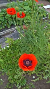 WP_20180614_09_29_40_Rich_LI.jpg