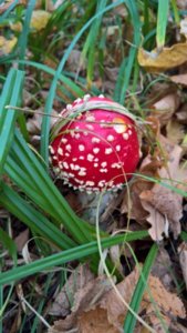 WP_20181002_11_39_26_Rich_LI.jpg