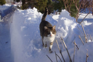 кошка.jpg