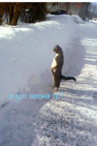 кот1копирование.jpg