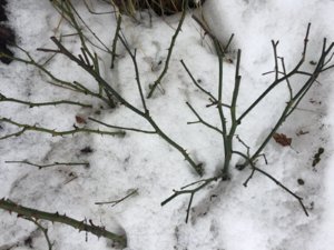 IMG_0099.JPG