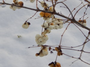 DSCN9437.JPG