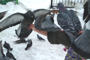 голуби1.jpg