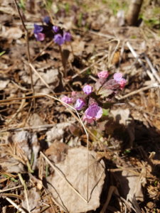 20190330_120956.jpg