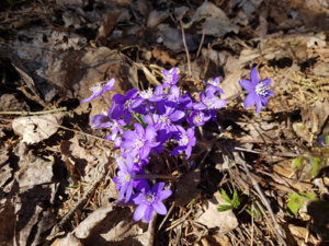 20190330_121031.jpg