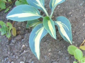 2018.07.24 Уч. № 2 Hosta 'Timeless Beauty', Очиток от Турагентства_ф_ CIMG2990.jpg