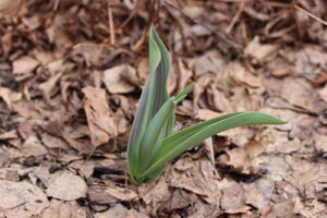 IMG_3791.JPG