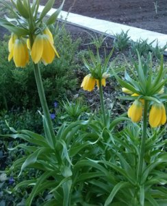 IMG_20170513_090218-1.jpg