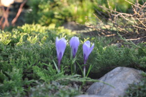 DSC_0783.JPG