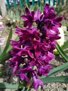 IMG_20190420_121025.jpg
