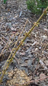 WP_20190423_14_34_36_Rich_LI.jpg