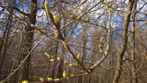 WP_20190425_07_50_01_Rich_LI.jpg