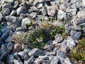 DSCN9600.JPG