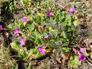 DSCN9705.JPG
