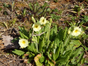 DSCN9706.JPG