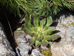 DSCN9687.JPG