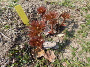 DSCN9593.JPG