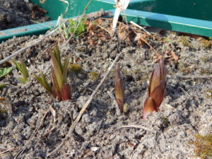 DSCN9667.JPG