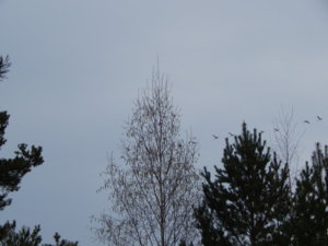 DSCN9625.JPG