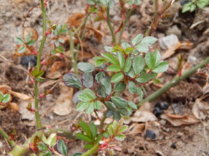 DSCN9637.JPG
