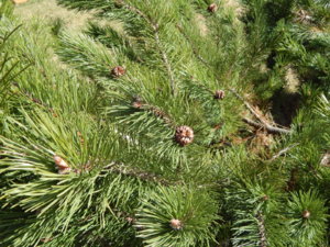 DSCN9691.JPG