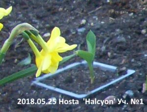 2018.05.25 Hosta  'Halcyon'', Нарцисс Pipit__ CIMG2653.jpg