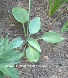 2018.07.24  Hosta  'Halcyon' Уч. №1_ф_  CIMG3057.jpg