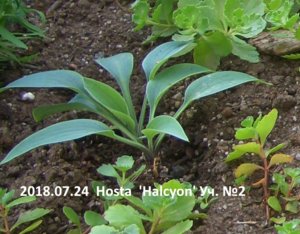 2018.07.24  Hosta  'Halcyon' Уч. № 2_ ф_ CIMG3075.jpg
