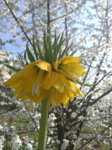 IMG_20190427_113112.jpg