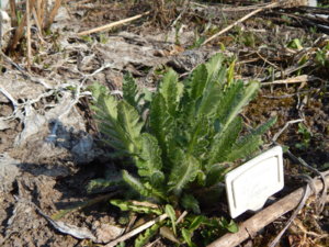 DSCN9614.JPG