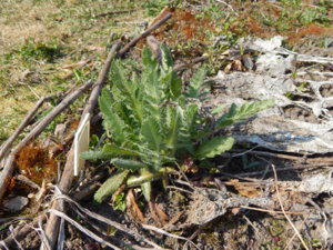 DSCN9615.JPG