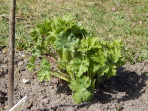 DSCN9712.JPG