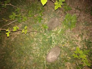 IMG_20190430_215257.jpg